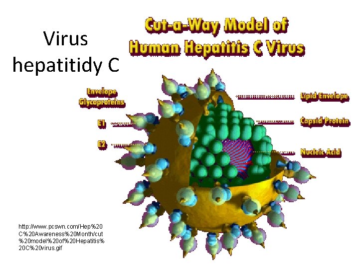 Virus hepatitidy C http: //www. pcswn. com/Hep%20 C%20 Awareness%20 Month/cut %20 model%20 of%20 Hepatitis%