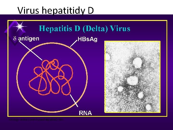 Virus hepatitidy D virology-online. com/viruses/Hepatitis. D. htm 