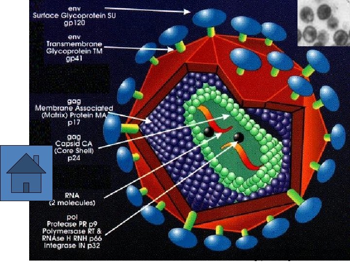 http: //vietsciences. free. fr/khaocuu/n guyenlandung/virus 01. htm 