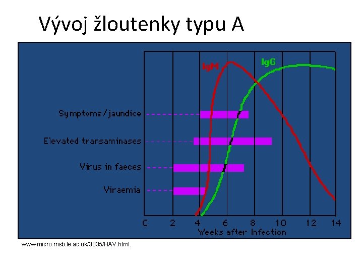 Vývoj žloutenky typu A www-micro. msb. le. ac. uk/3035/HAV. html. 