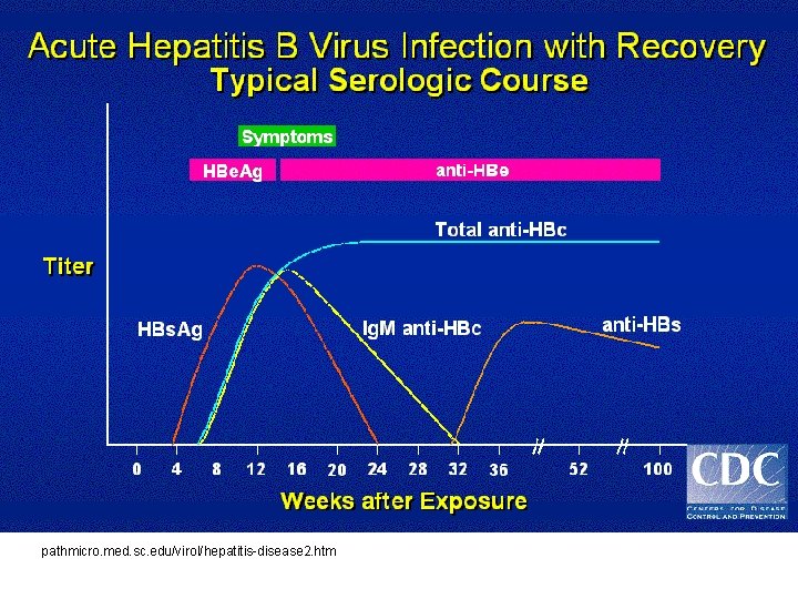 pathmicro. med. sc. edu/virol/hepatitis-disease 2. htm 