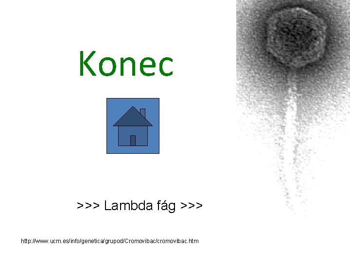 Konec >>> Lambda fág >>> http: //www. ucm. es/info/genetica/grupod/Cromovibac/cromovibac. htm 