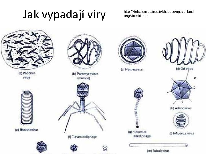 Jak vypadají viry http: //vietsciences. free. fr/khaocuu/nguyenland ung/virus 01. htm 