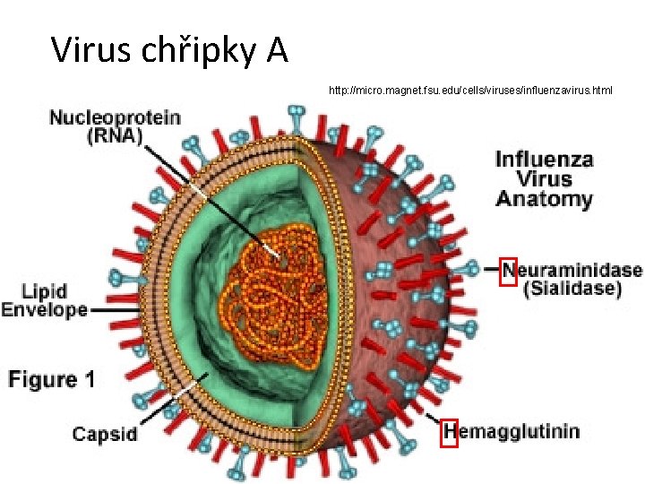 Virus chřipky A http: //micro. magnet. fsu. edu/cells/viruses/influenzavirus. html 