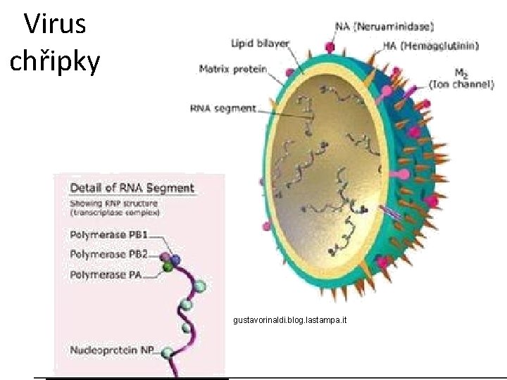 Virus chřipky gustavorinaldi. blog. lastampa. it 