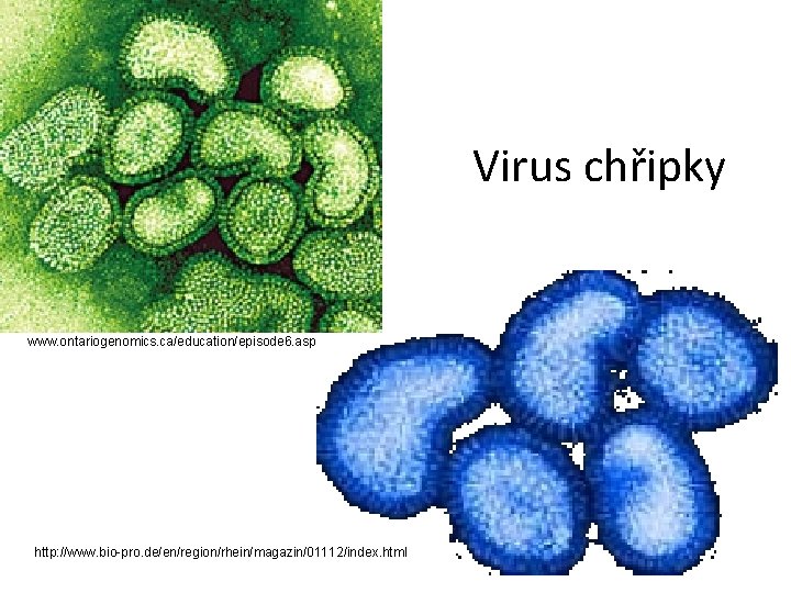 Virus chřipky www. ontariogenomics. ca/education/episode 6. asp http: //www. bio-pro. de/en/region/rhein/magazin/01112/index. html 