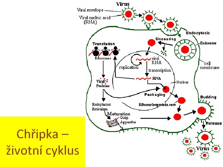Chřipka – životní cyklus http: //www. accessexcellence. org/RC/VL/GG/influenza. php 