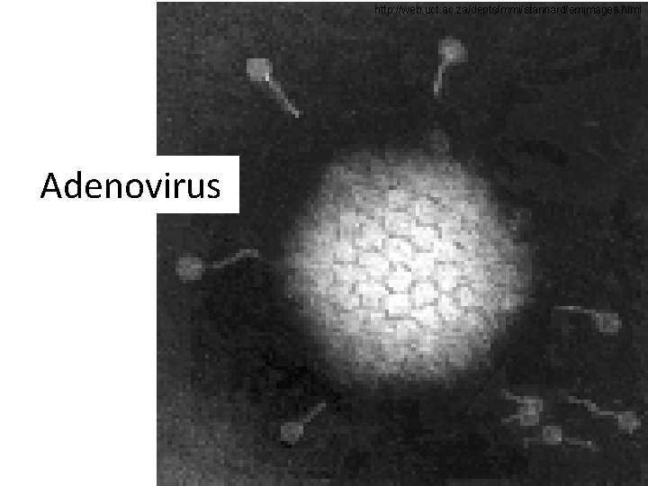 http: //web. uct. ac. za/depts/mmi/stannard/emimages. html Adenovirus 