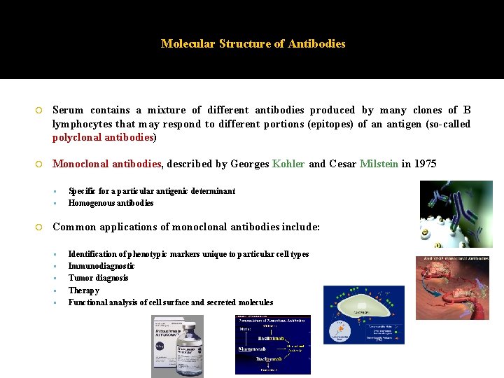 Chapter 5 Antibodies and Antigens Adaptive immune responses