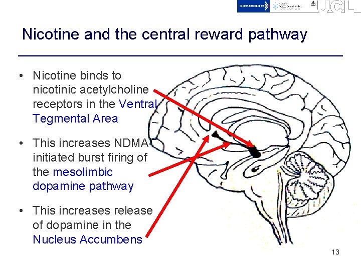 Nicotine and the central reward pathway • Nicotine binds to nicotinic acetylcholine receptors in