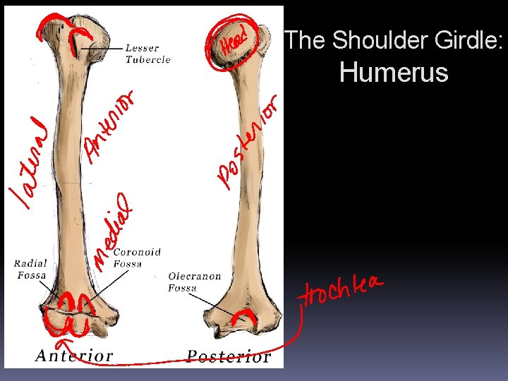 The Shoulder Girdle: Humerus 