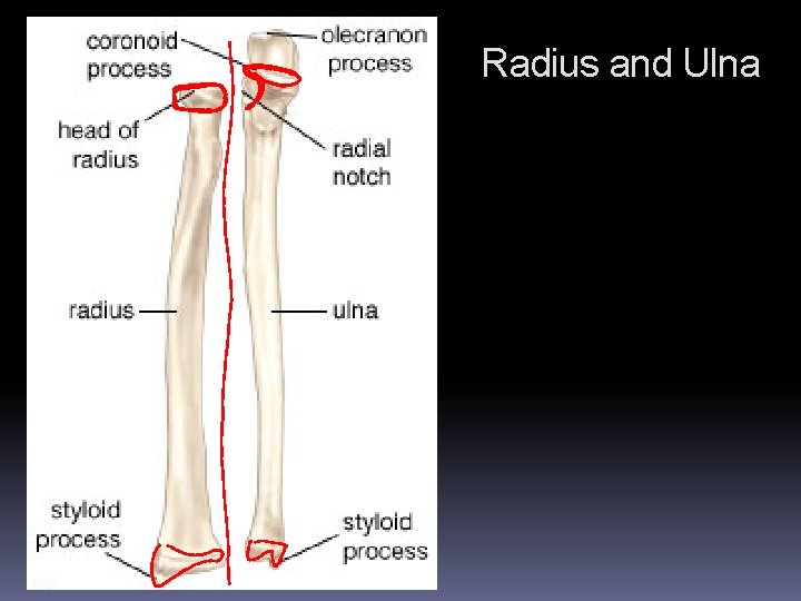 Radius and Ulna Radius and Ulna