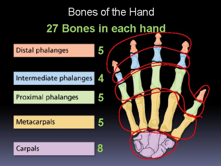 Bones of the Hand 27 Bones in each hand 5 4 5 5 8