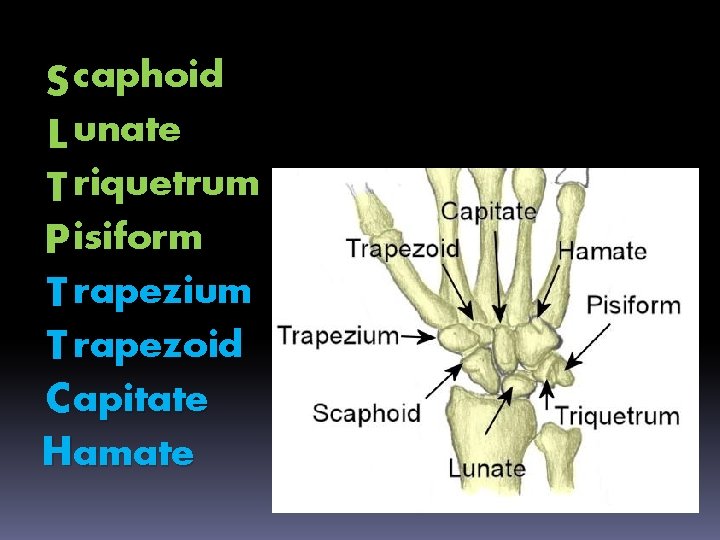 S caphoid L unate T riquetrum P isiform T rapezium T rapezoid C apitate