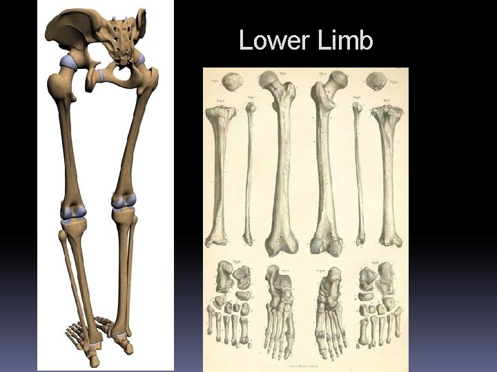 Lower Limb Lower Limb