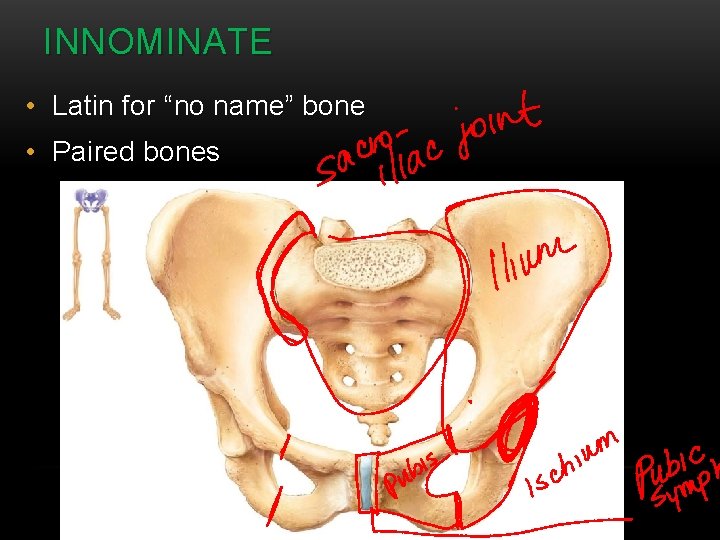 INNOMINATE • Latin for “no name” bone • Paired bones 