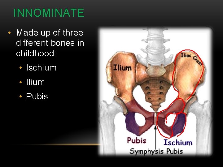 INNOMINATE • Made up of three different bones in childhood: • Ischium • Ilium INNOMINATE • Made up of three different bones in childhood: • Ischium • Ilium