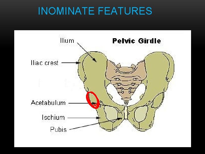 INOMINATE FEATURES INOMINATE FEATURES