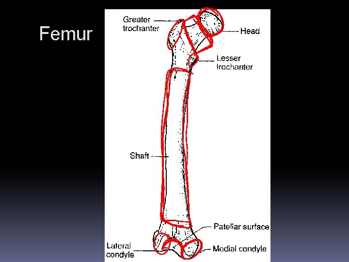 Femur Femur