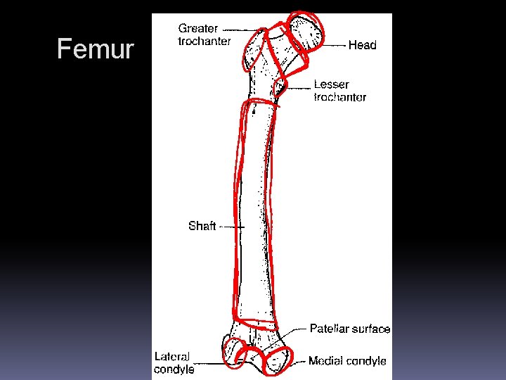 Femur 