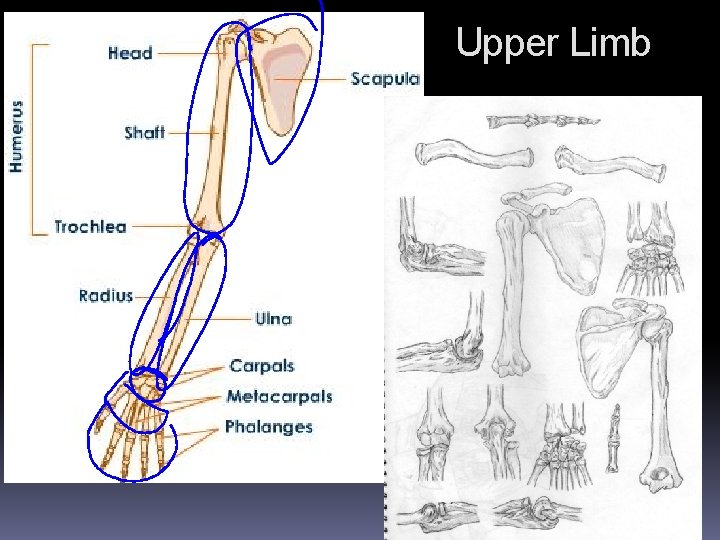 Upper Limb Upper Limb