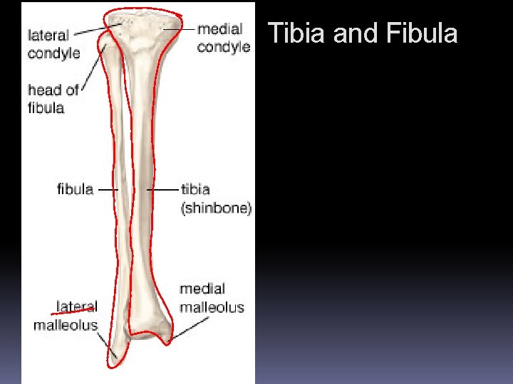 Tibia and Fibula Tibia and Fibula