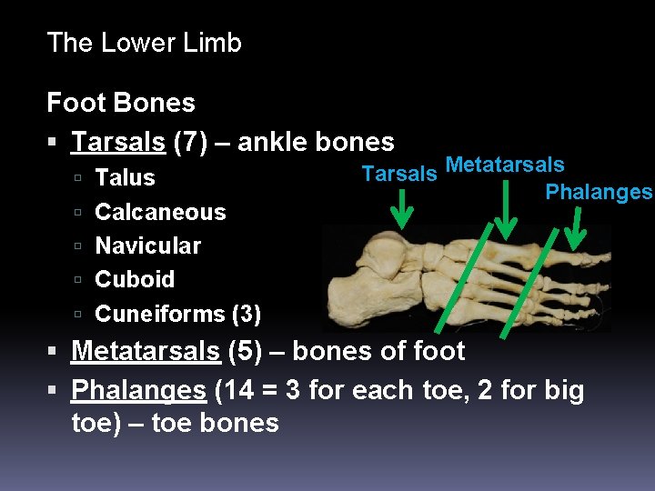 The Lower Limb Foot Bones Tarsals (7) – ankle bones Talus Calcaneous Tarsals Metatarsals