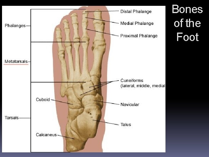 Bones of the Foot 