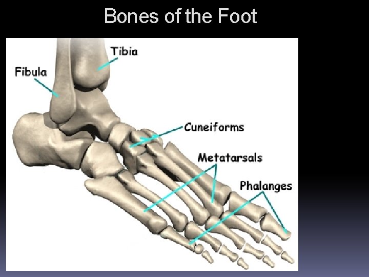 Bones of the Foot Bones of the Foot