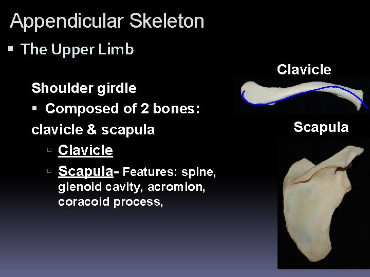 Appendicular Skeleton The Upper Limb Clavicle Shoulder girdle Composed of 2 bones: clavicle & Appendicular Skeleton The Upper Limb Clavicle Shoulder girdle Composed of 2 bones: clavicle &