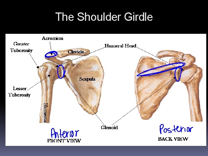 The Shoulder Girdle The Shoulder Girdle