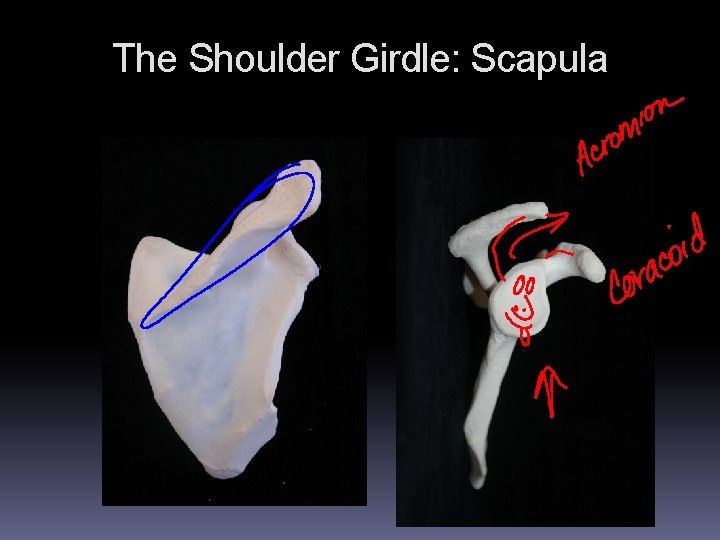 The Shoulder Girdle: Scapula 