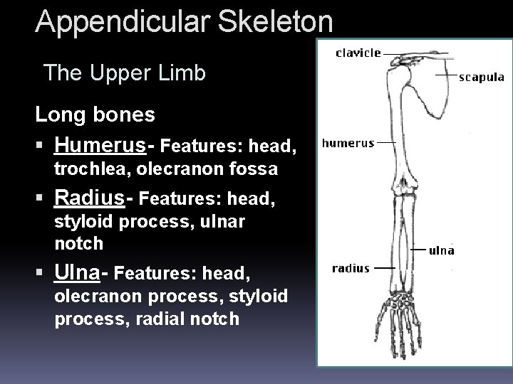 Appendicular Skeleton The Upper Limb Long bones Humerus- Features: head, trochlea, olecranon fossa Radius-