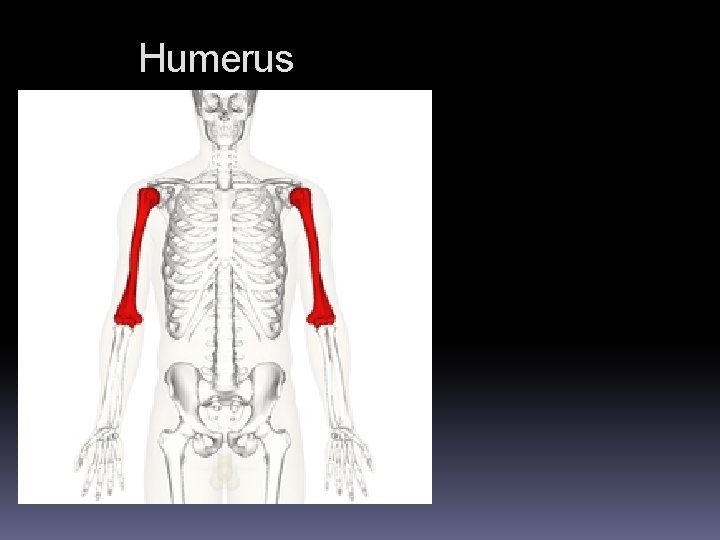 Humerus Humerus