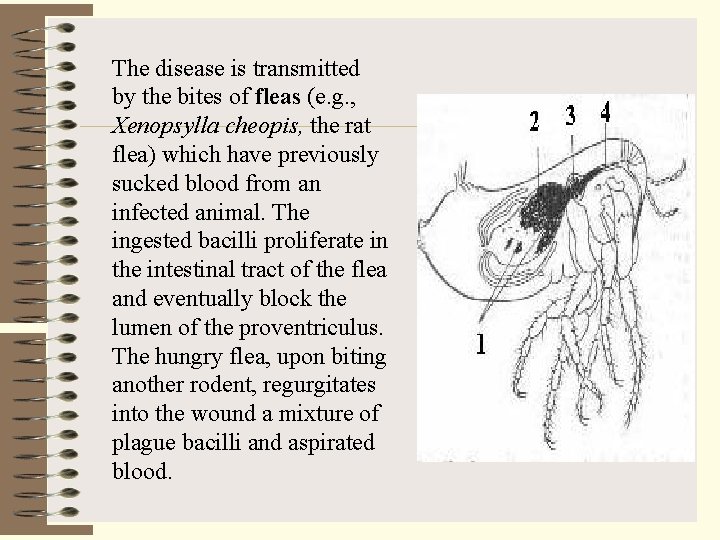 The disease is transmitted by the bites of fleas (e. g. , Xenopsylla cheopis,