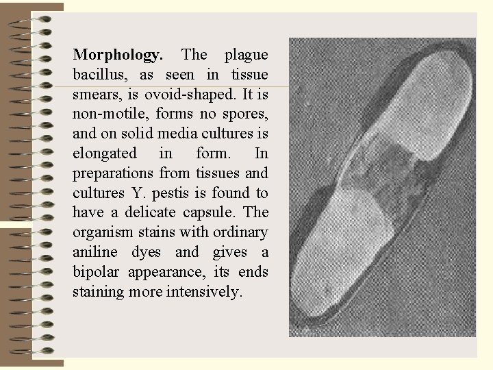 Morphology. The plague bacillus, as seen in tissue smears, is ovoid-shaped. It is non-motile,