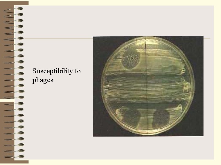 Susceptibility to phages 