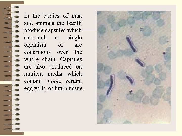 In the bodies of man and animals the bacilli produce capsules which surround a