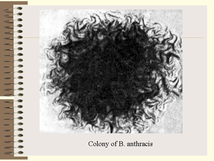 Colony of B. anthracis 