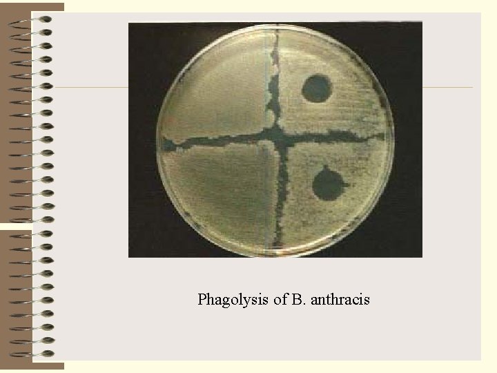 Phagolysis of B. anthracis 