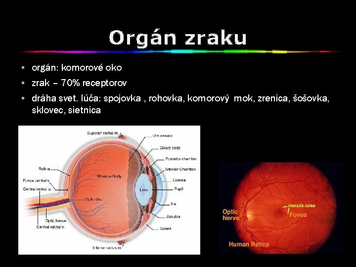 Orgán zraku § orgán: komorové oko § zrak – 70% receptorov § dráha svet.