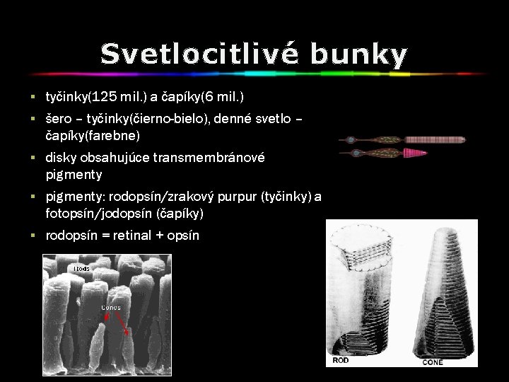 Svetlocitlivé bunky § tyčinky(125 mil. ) a čapíky(6 mil. ) § šero – tyčinky(čierno-bielo),