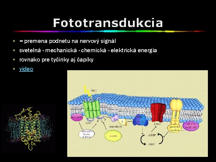 Fototransdukcia § = premena podnetu na nervový signál § svetelná - mechanická - chemická