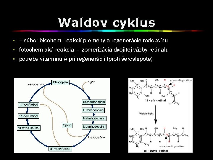 Waldov cyklus § = súbor biochem. reakcií premeny a regenerácie rodopsínu § fotochemická reakcia