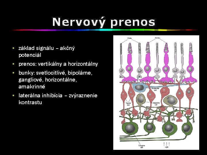 Nervový prenos § základ signálu – akčný potenciál § prenos: vertikálny a horizontálny §