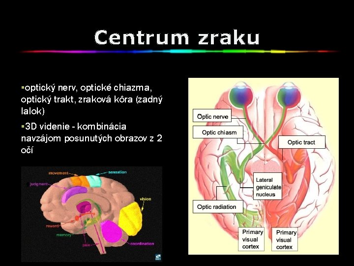 Centrum zraku §optický nerv, optické chiazma, optický trakt, zraková kôra (zadný lalok) § 3