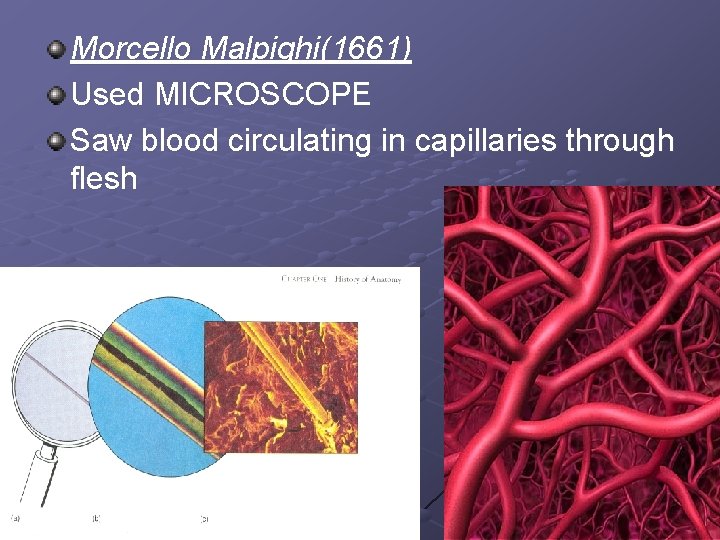 Morcello Malpighi(1661) Used MICROSCOPE Saw blood circulating in capillaries through flesh 