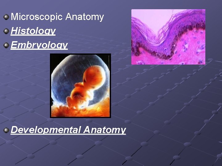 Microscopic Anatomy Histology Embryology Developmental Anatomy 