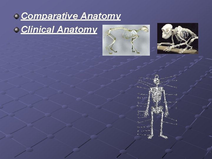 Comparative Anatomy Clinical Anatomy 