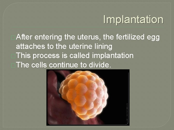 Implantation �After entering the uterus, the fertilized egg attaches to the uterine lining �This